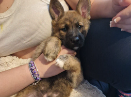 4 month old german shepherd