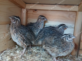 Male Coturnix Quail Pharoah