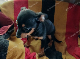 Jackawawa   puppies