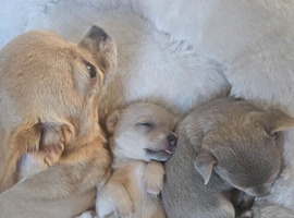 Chihuahua puppies 3 girls 800