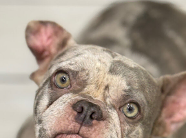 Selling two French bulldogs
