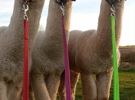 Male alpacas