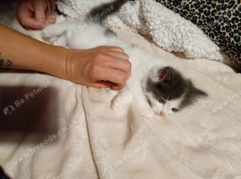 4 kittens ready to leave