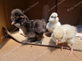 4 chicks hatch this sat/sun