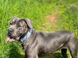 Staffy x cane corso