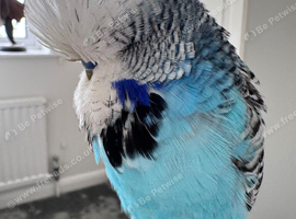 Hand Reared Exhibition Budgie
