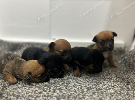 Jack Russell pups
