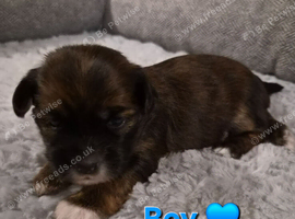 Beautiful shorkie puppies - family raised