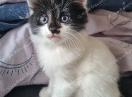 Persian cross ragdoll