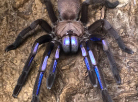 Wow sub/adult female C NATANICHARUM (electric blue)