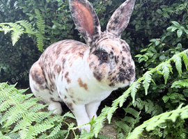 Buck Mini Rex