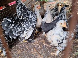 Speckled bantams