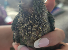Supper silly tame conure
