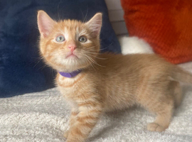 1 Left !! beautifull kittens!! Ready Now !