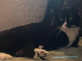 Male cat