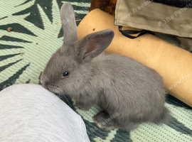 1 LEFT!! Continental giant x French lop