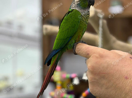 Green cheek conure