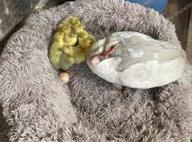 Muscovy ducklings for sale