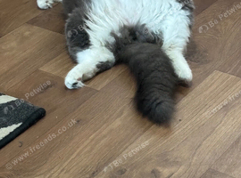 Mink ragdoll kittens due 12th of July
