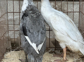 Indian runner ducks