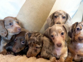 Miniature dachshund