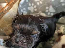Imperial dobie shih tzu