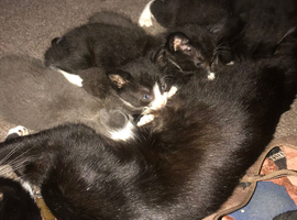 Female kitten & one male