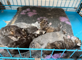Beautiful fluffy Ragcoon kittens