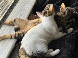 2 tabby kittens
