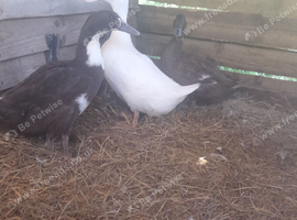 2 female 1 male