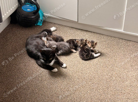 Kittens looking for new homes