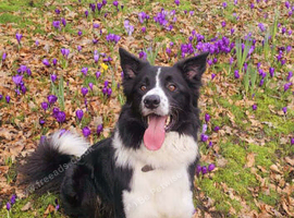 Border collie stud.
