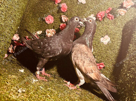 Colour racing pigeons