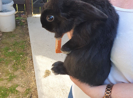 Black boy mini lop