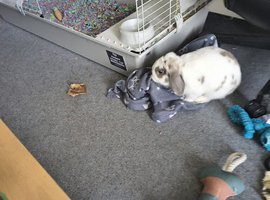 Rabbit 9months with cage