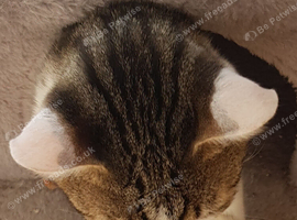 Bengal cross male cat