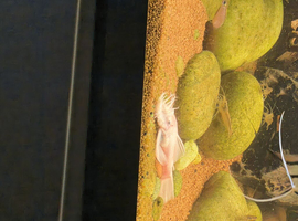 SNOW WHITE BRISTLENOSE