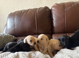 Labrador puppies