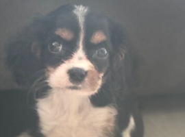 Cavalier King Charles