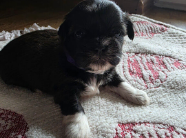 Puppy