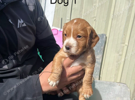 Cocker spaniel puppies