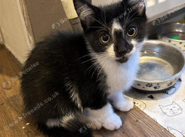 Kittens ready for their forever home