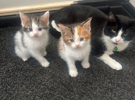 Two beautiful kittens looking for their loving home