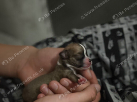 Adorable Pomchi Puppies Looking for Their Forever Homes**