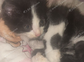 Kitten ready for homes