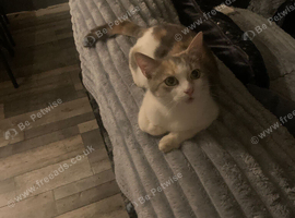 Kitten