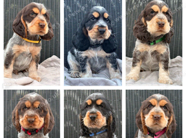 KC registered Show Type Cocker Spaniel Pups DNA tested