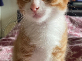 Kittens ready for forever homes