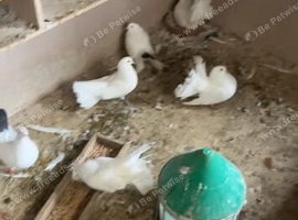 Fantails