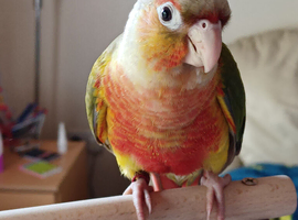 pineapple Conure Parrot